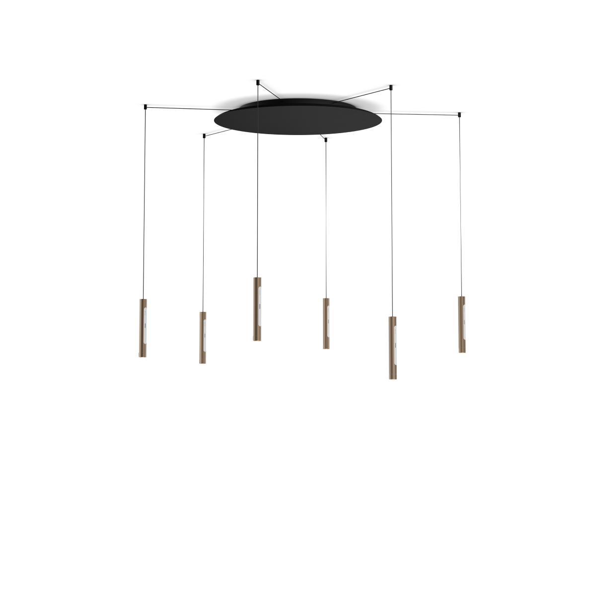 Coro spider 6
